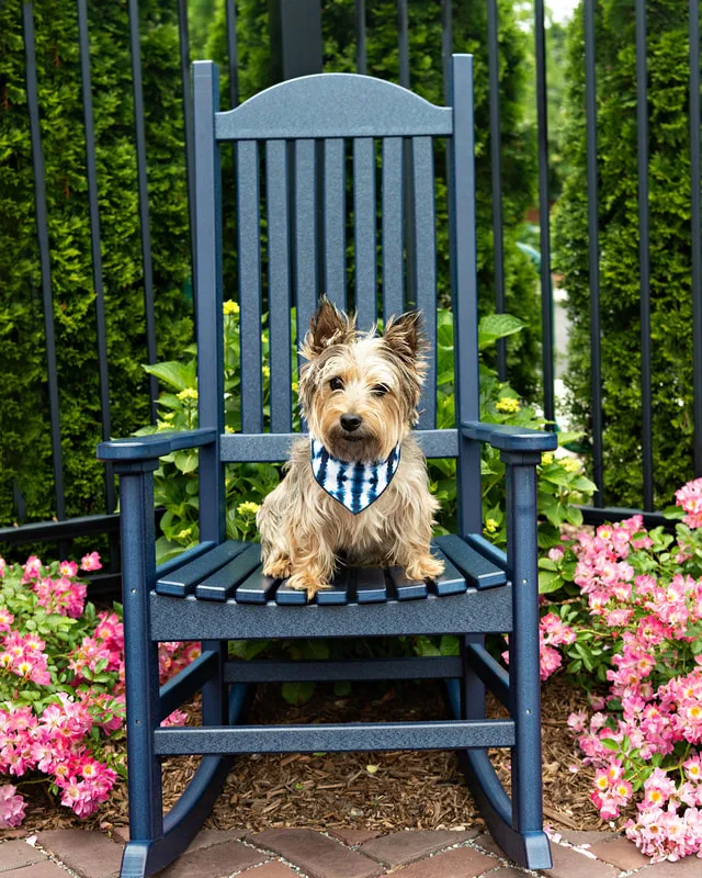 photo of a terrier dog sitting on a blue chair