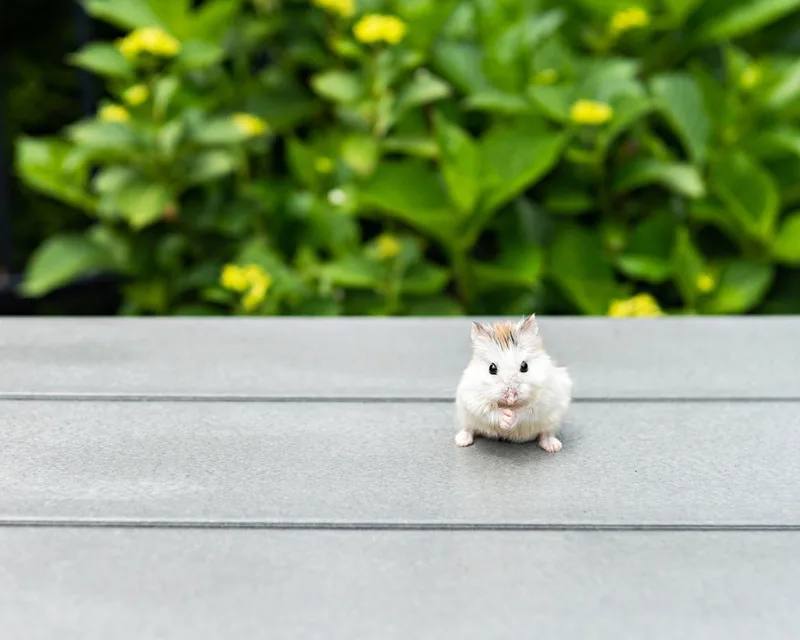 photo of a hamster