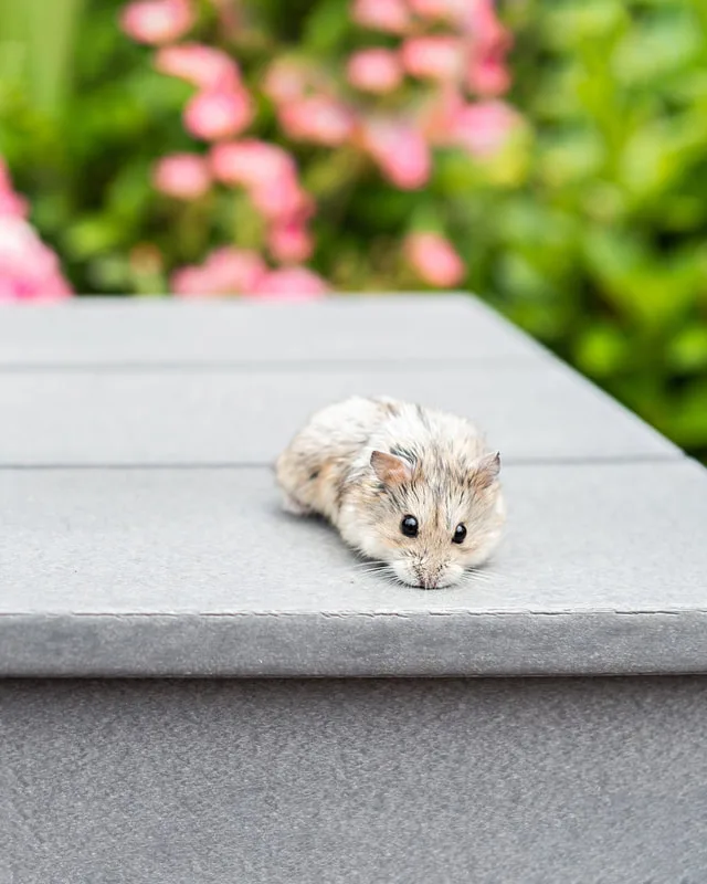 photo of a hamster