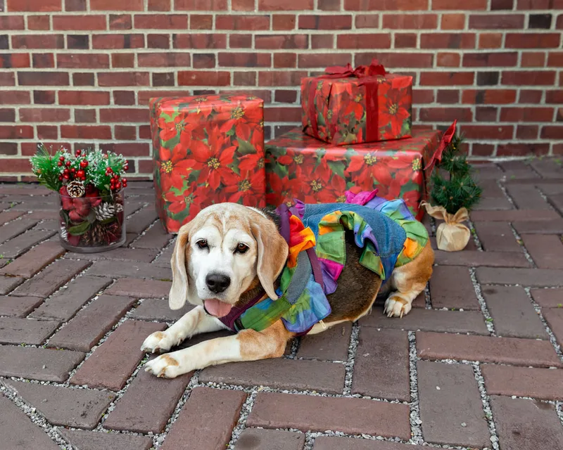 Color photo of a beagle dog in front of red wrapped gifts and Christmas props. The photo was taken by Laura Paesano of Laura Pea Photography, a Long Island pet photographer. 