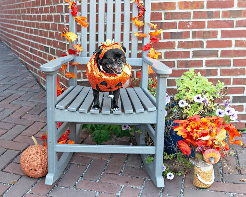 Color photo of a black pug dog dressed in a pumpkin costume on a chair with fall props. The photo was taken by Laura Paesano of Laura Pea Photography, a Long Island pet photographer. 