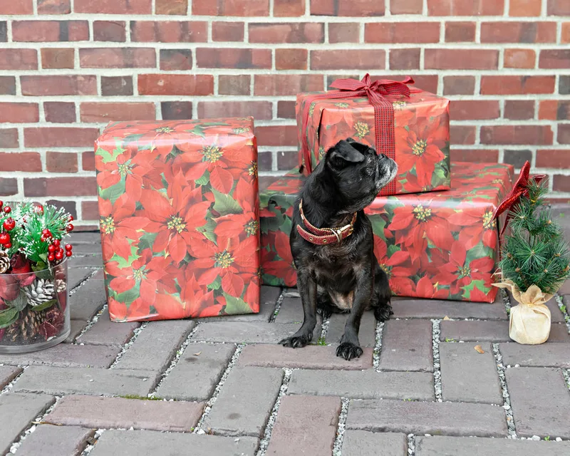 Color photo of a black pug dog looking to the side in front of red wrapped gifts and Christmas props. The photo was taken by Laura Paesano of Laura Pea Photography, a Long Island pet photographer. 