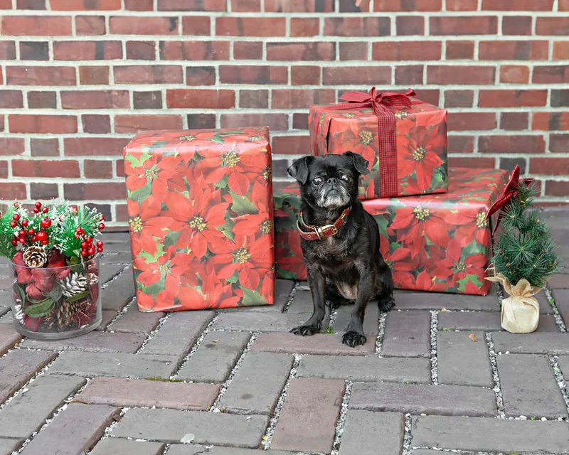 Color photo of a black pug dog in front of red wrapped gifts and Christmas props. The photo was taken by Laura Paesano of Laura Pea Photography, a Long Island pet photographer. 