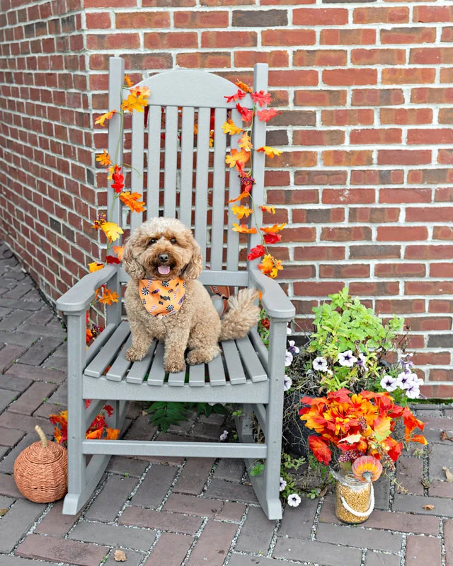 Color photo of a brown doodle dog on a chair with fall props. The photo was taken by Laura Paesano of Laura Pea Photography, a Long Island pet photographer. 