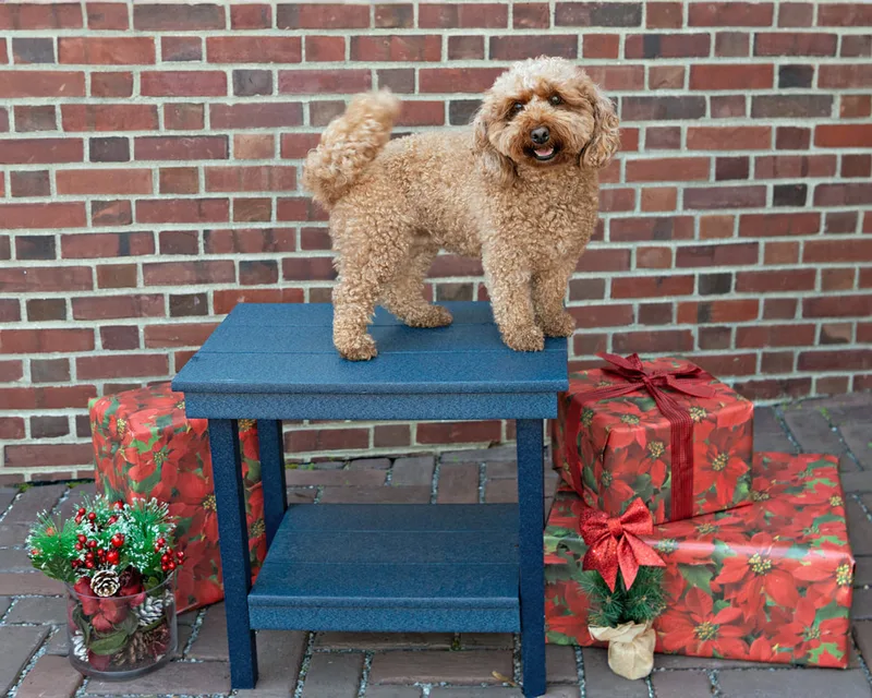 Color photo of a brown doodle dog on a blue table in front of red wrapped gifts and Christmas props. The photo was taken by Laura Paesano of Laura Pea Photography, a Long Island pet photographer. 