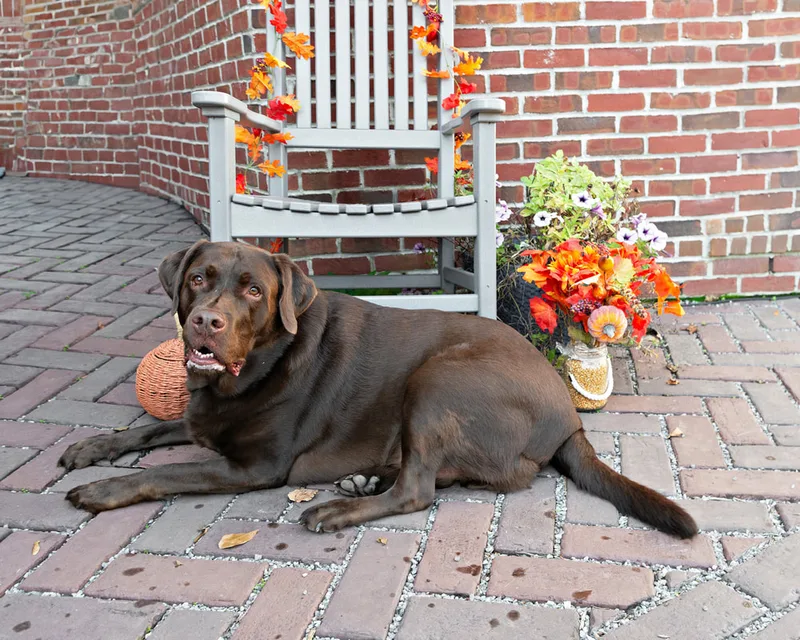 Color photo of a chocolate labrador retriever dog in front of a chair with fall props. The photo was taken by Laura Paesano of Laura Pea Photography, a Long Island pet photographer. 