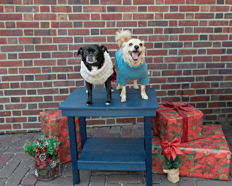 Color photo of a black pug dog and a cream colored mutt dog standing on a blue table in front of red wrapped gifts and Christmas props. The photo was taken by Laura Paesano of Laura Pea Photography, a Long Island pet photographer. 