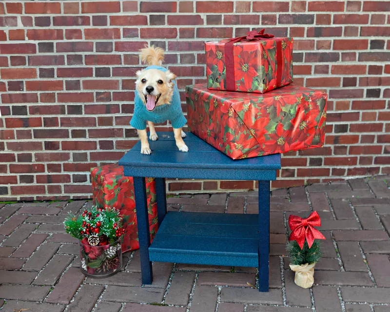 Color photo of a cream colored mutt dog standing on a blue table in front of red wrapped gifts and Christmas props. The photo was taken by Laura Paesano of Laura Pea Photography, a Long Island pet photographer. 