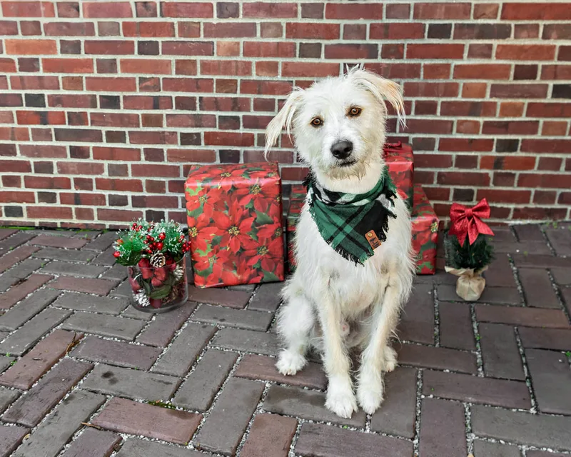 Color photo of a white coarse-haired mutt dog in front of red wrapped gifts and Christmas props. The photo was taken by Laura Paesano of Laura Pea Photography, a Long Island pet photographer. 