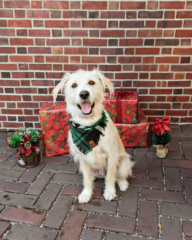 Color photo of a white coarse-haired mutt dog in front of red wrapped gifts and Christmas props. The photo was taken by Laura Paesano of Laura Pea Photography, a Long Island pet photographer. 