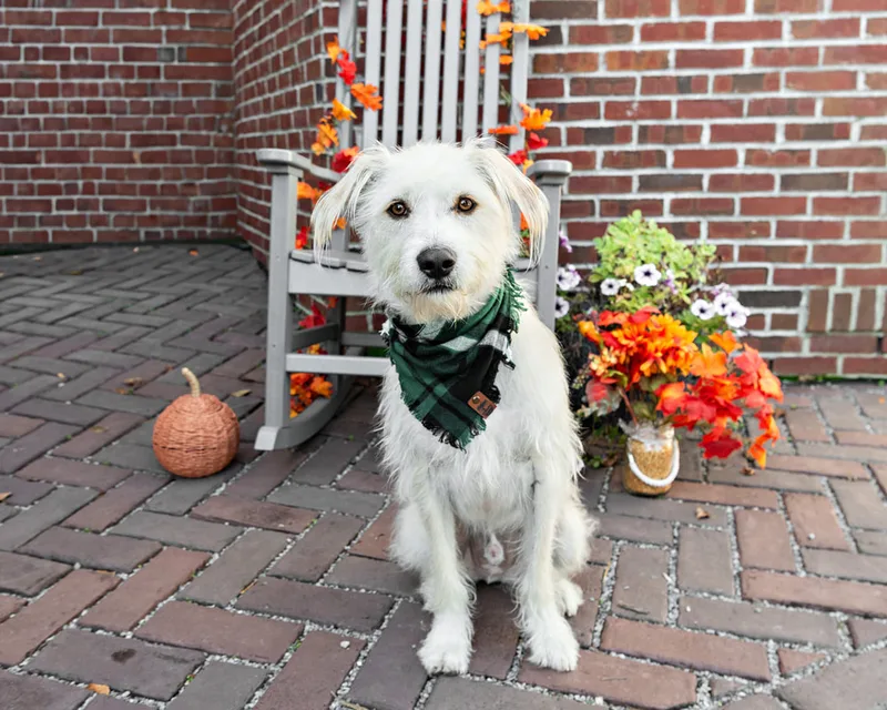 Color photo of a white coarse haired mutt dog in front of a chair with fall props. The photo was taken by Laura Paesano of Laura Pea Photography, a Long Island pet photographer. 