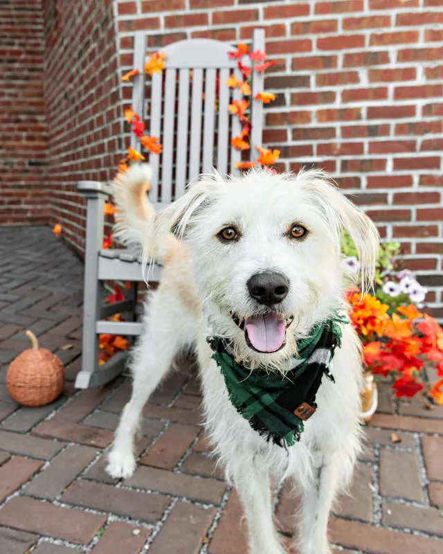 Color photo of a white coarse haired mutt dog in front of a chair with fall props. The photo was taken by Laura Paesano of Laura Pea Photography, a Long Island pet photographer. 