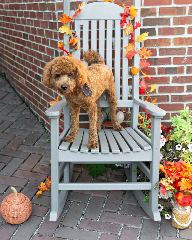Color photo of a brown doodle dog on a chair with fall props. The photo was taken by Laura Paesano of Laura Pea Photography, a Long Island pet photographer. 