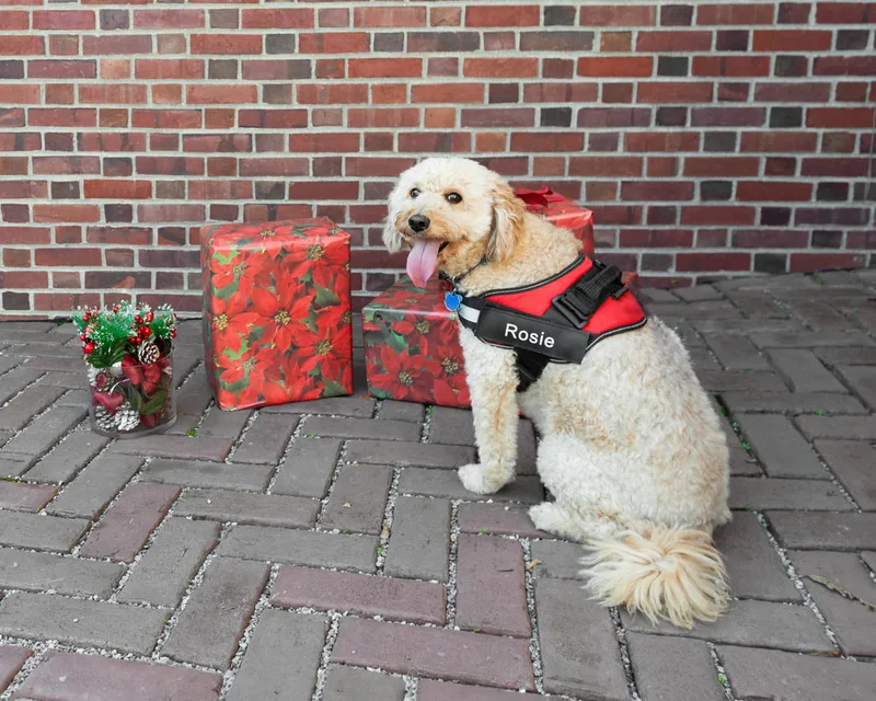 Color photo of a doodle dog in front of red wrapped gifts and Christmas props. The photo was taken by Laura Paesano of Laura Pea Photography, a Long Island pet photographer. 