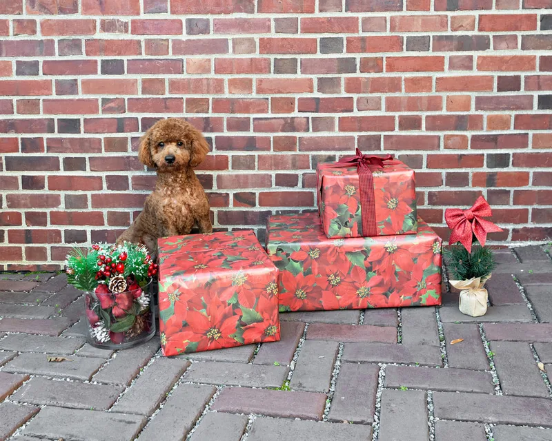 Color photo of a brown doodle dog in front of red wrapped gifts and Christmas props. The photo was taken by Laura Paesano of Laura Pea Photography, a Long Island pet photographer. 