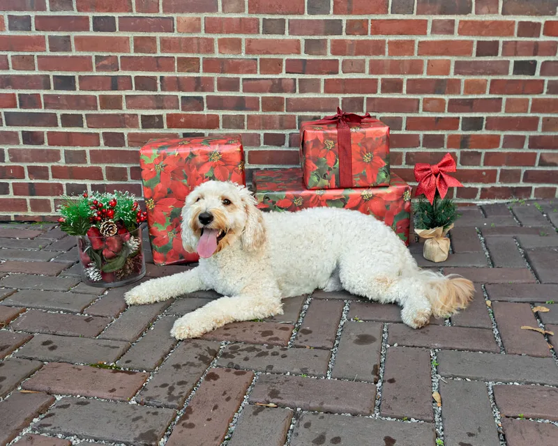 Color photo of a doodle dog  laying down in front of red wrapped gifts and Christmas props. The photo was taken by Laura Paesano of Laura Pea Photography, a Long Island pet photographer. 