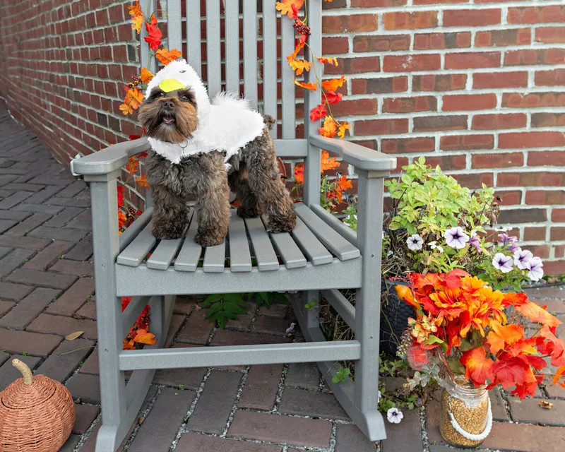 Color photo of a brown mini schnauzer dog in a chicken costume on a chair with fall props. The photo was taken by Laura Paesano of Laura Pea Photography, a Long Island pet photographer. 