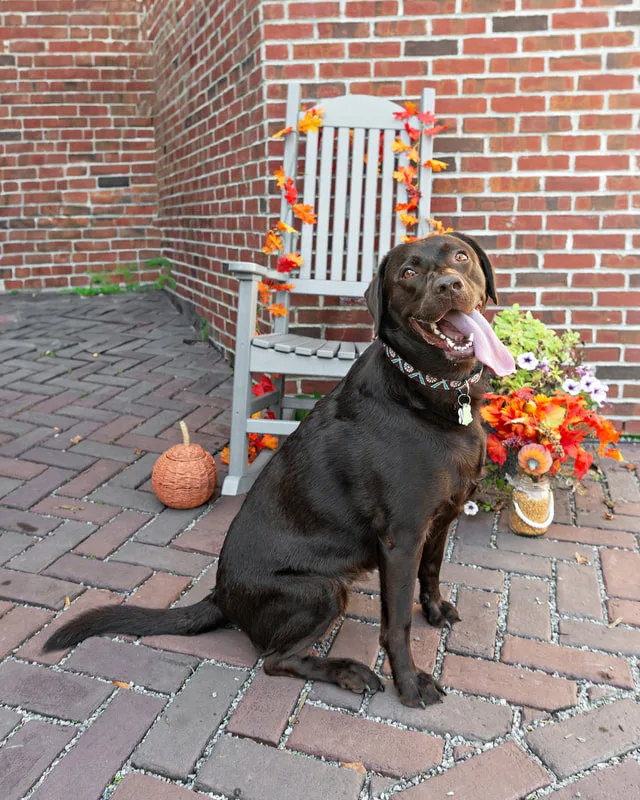 Color photo of a chocolate labrador retriever dog in front of a chair with fall props. The photo was taken by Laura Paesano of Laura Pea Photography, a Long Island pet photographer. 