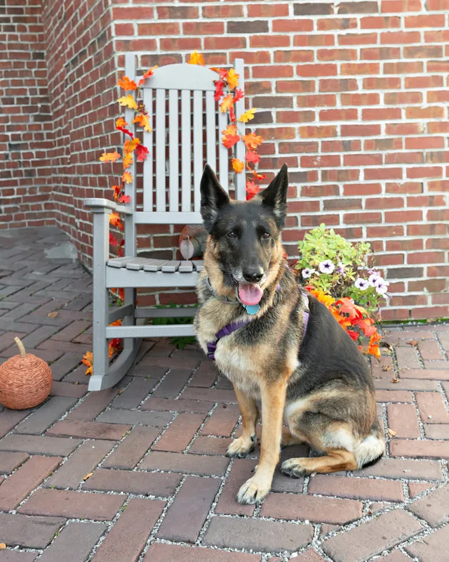 Color photo of a German Shepherd dog in front of a chair with fall props. The photo was taken by Laura Paesano of Laura Pea Photography, a Long Island pet photographer. 