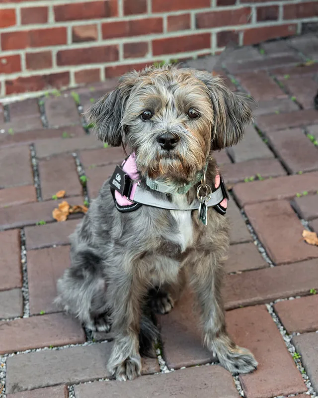 Color photo of a grey mutt dog sitting in front of a brick wall. The photo was taken by Laura Paesano of Laura Pea Photography, a Long Island pet photographer. 