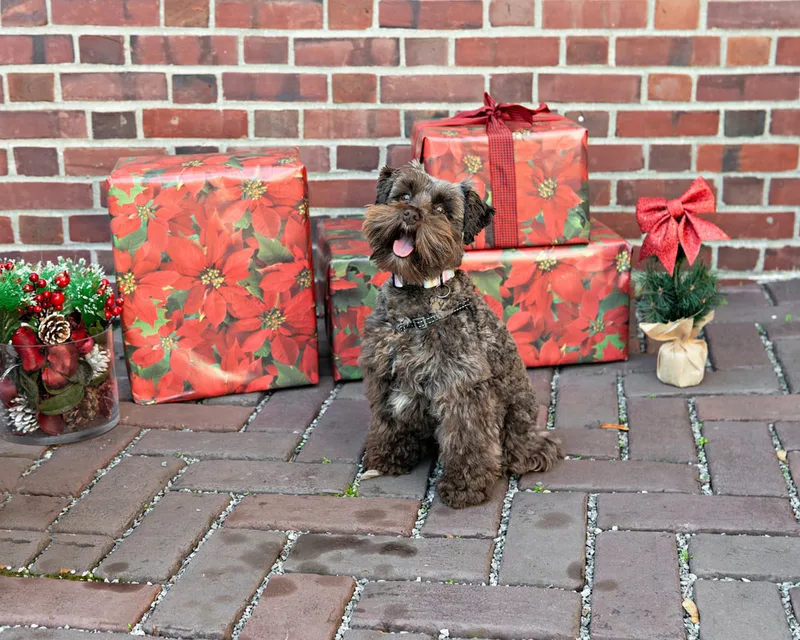 Color photo of a brown mini schnauzer dog in front of red wrapped gifts and Christmas props. The photo was taken by Laura Paesano of Laura Pea Photography, a Long Island pet photographer. 