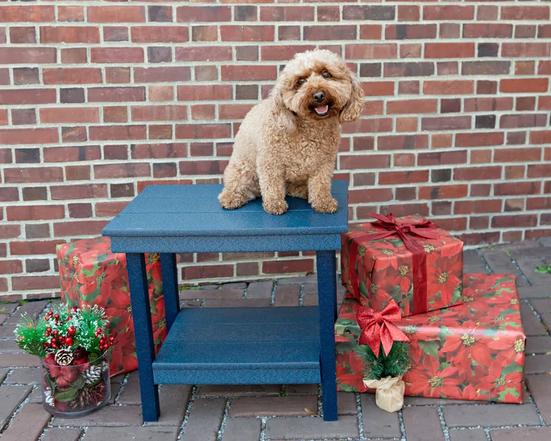 Color photo of a brown doodle dog on a blue table in front of red wrapped gifts and Christmas props. The photo was taken by Laura Paesano of Laura Pea Photography, a Long Island pet photographer. 