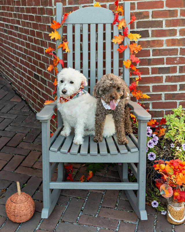 Color photo of two poodle dogs on a chair with fall props. The photo was taken by Laura Paesano of Laura Pea Photography, a Long Island pet photographer. 