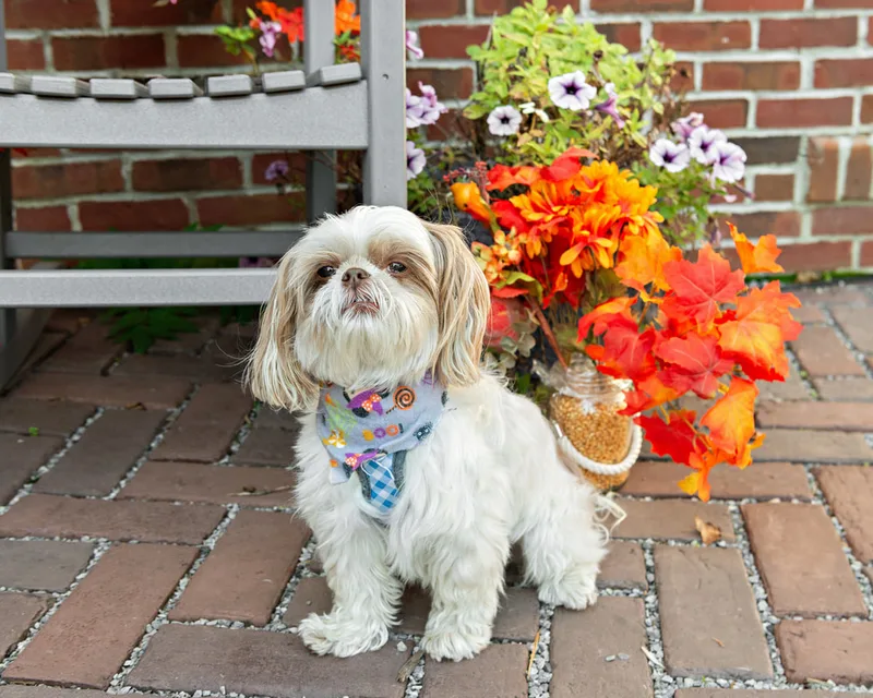 Color photo of a shih tzu dog in front of a chair with fall props. The photo was taken by Laura Paesano of Laura Pea Photography, a Long Island pet photographer. 