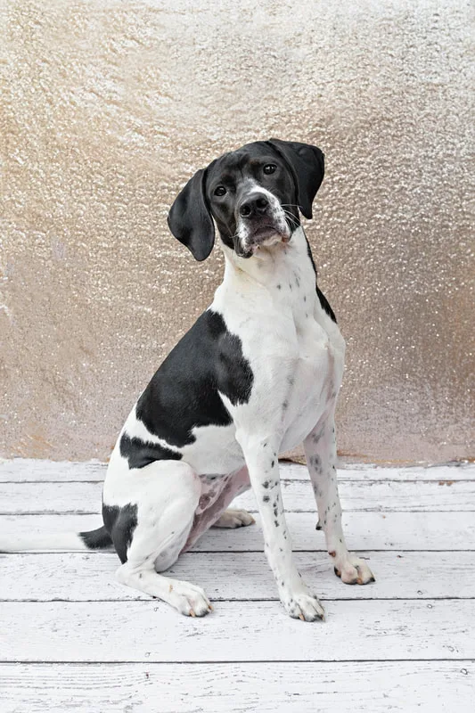 A color photo of a black and white hound mix dog against a champagne colored sequin backdrop. She is sitting on a white wooden floor. The photo is by Laura Pea Photography, a Long Island pet photographer.