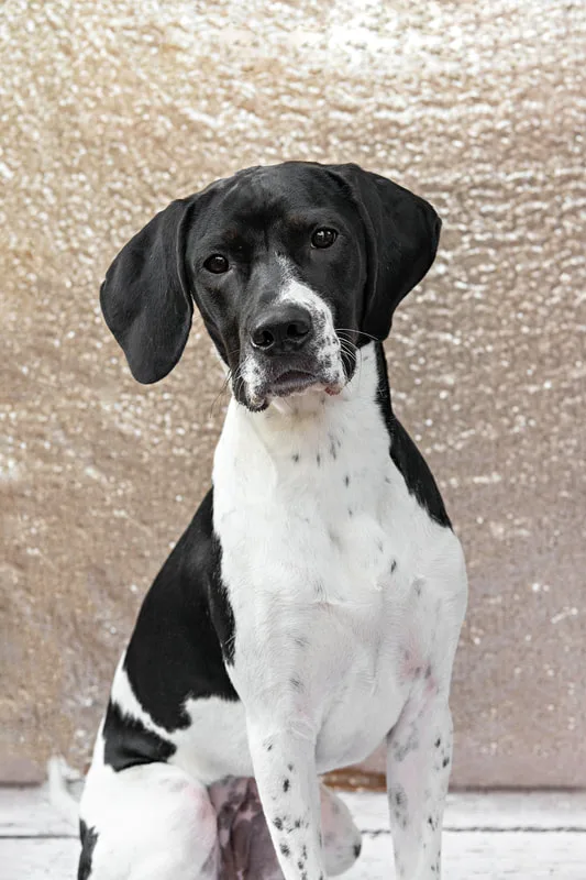 A color photo of a black and white hound mix dog against a champagne colored sequin backdrop. She is sitting on a white wooden floor. The photo is by Laura Pea Photography, a Long Island pet photographer.