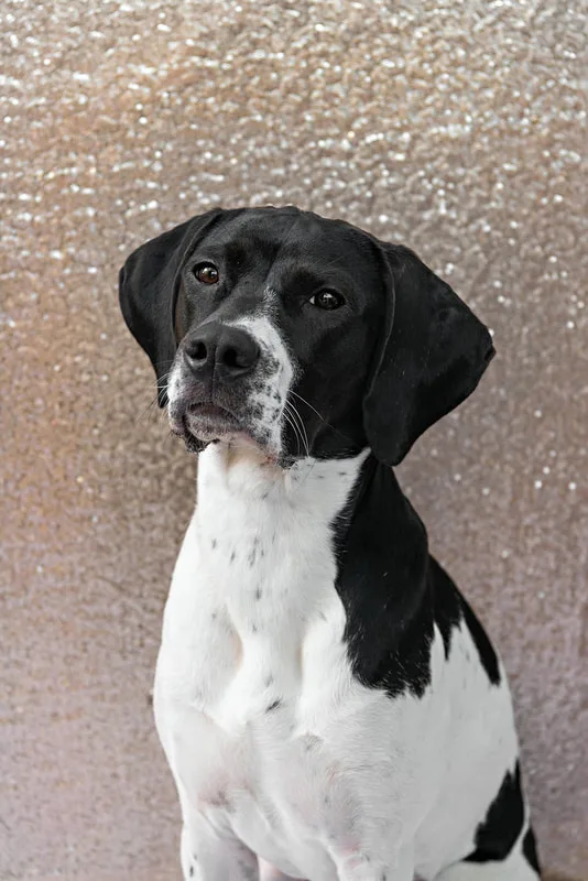 A color photo of a black and white hound mix dog against a champagne colored sequin backdrop. The photo is by Laura Pea Photography, a Long Island pet photographer.