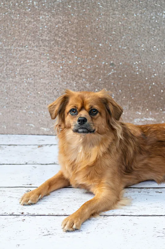 A color photo of a copper red colored long haired chihuahua mix dog against a champagne colored sequin backdrop. She is laying down on a white wooden floor. The photo is by Laura Pea Photography, a Long Island pet photographer.