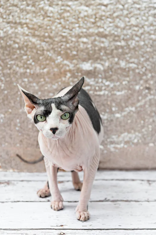 A color photo of a bald hairless Sphynx cat with black spots against a champagne colored sequin backdrop. She is standing on a white wooden floor. The photo is by Laura Pea Photography, a Long Island pet photographer.