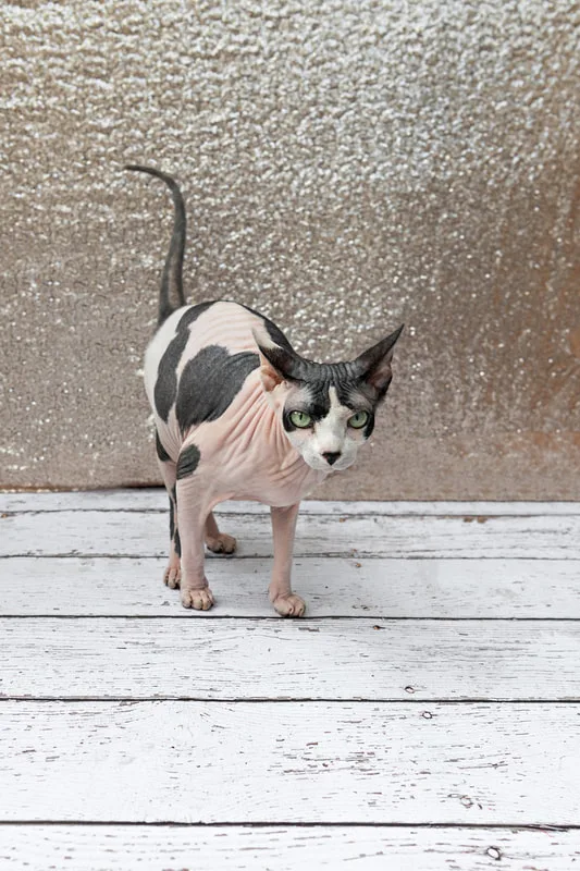 A color photo of a bald hairless Sphynx cat with black spots against a champagne colored sequin backdrop. She is standing on a white wooden floor. The photo is by Laura Pea Photography, a Long Island pet photographer.