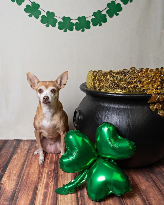 Color photo of a chihuahua mix dog sitting next to a pot of gold, shamrocks and a St. Patrick's day banner. The photo was taken by Laura Pea Photography, a Long Island pet photographer.
