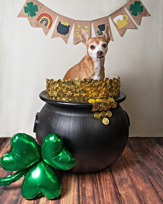 Color photo of a chihuahua mix dog sitting inside a pot of gold, shamrocks and a St. Patrick's day banner. The photo was taken by Laura Pea Photography, a Long Island pet photographer.