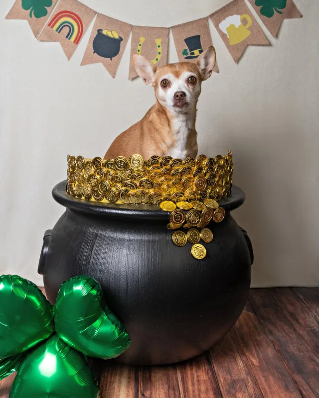 Color photo of a chihuahua mix dog sitting inside a pot of gold, shamrocks and a St. Patrick's day banner. The photo was taken by Laura Pea Photography, a Long Island pet photographer.