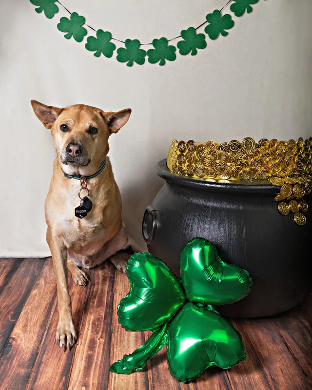 Color photo of a three-legged tripod mix dog sitting next to a pot of gold, shamrocks and a St. Patrick's day banner. The photo was taken by Laura Pea Photography, a Long Island pet photographer.