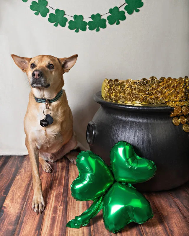 Color photo of a three-legged tripod mix dog sitting next to a pot of gold, shamrocks and a St. Patrick's day banner. The photo was taken by Laura Pea Photography, a Long Island pet photographer.
