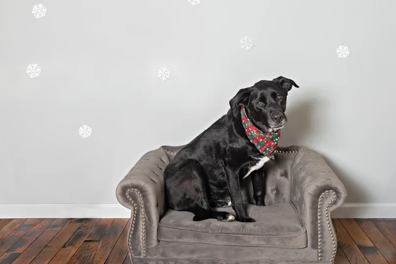 Color photo of a black labrador retriever mix dog sitting on a grey couch taken in a photo studio against a snowflake background. The photo was taken by Laura Pea Photography, a Long Island pet photographer. 