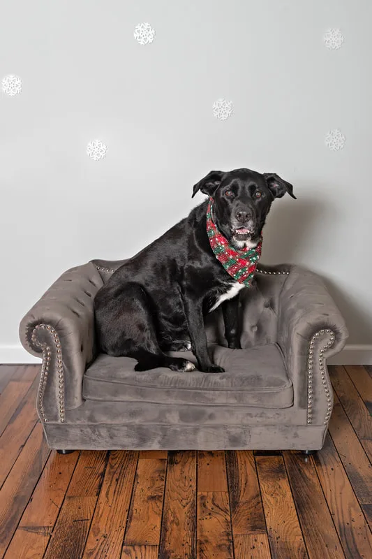 Color photo of a black labrador retriever mix dog sitting on a grey couch taken in a photo studio against a snowflake background. The photo was taken by Laura Pea Photography, a Long Island pet photographer. 