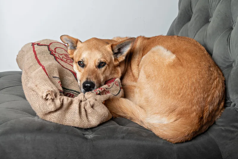 Color photo of a fawn shepherd mix dog sitting on a grey couch taken in a photo studio against a gray background. The photo was taken by Laura Pea Photography, a Long Island pet photographer. 