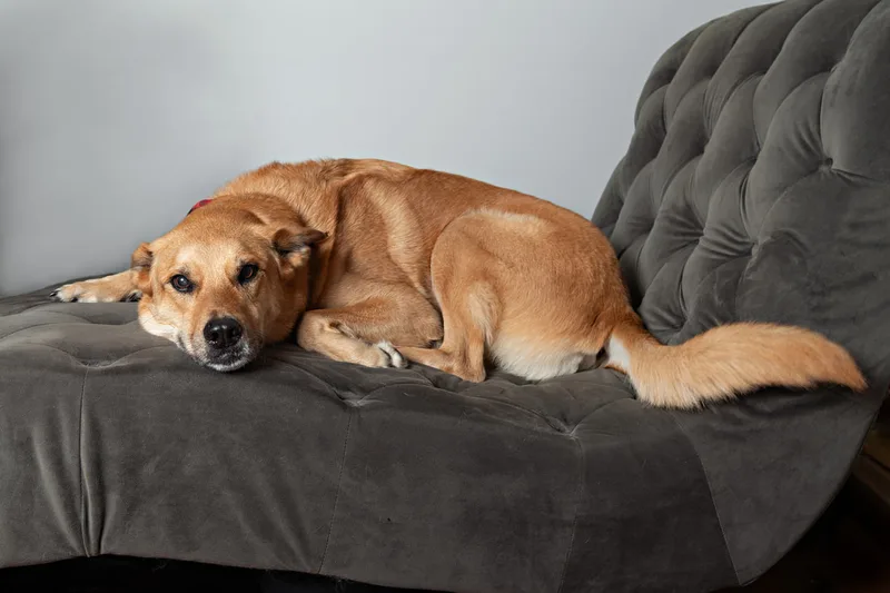 Color photo of a fawn shepherd mix dog sitting on a grey couch taken in a photo studio against a gray background. The photo was taken by Laura Pea Photography, a Long Island pet photographer. 