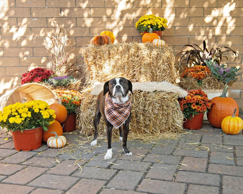 color photo of a fall display with hay bales, mums, pumpkins and a boston terrier dog