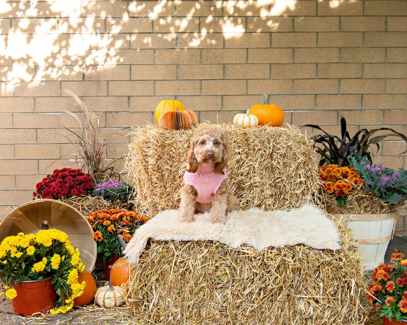 color photo of a fall display with hay bales, mums, pumpkins and a small brown dog