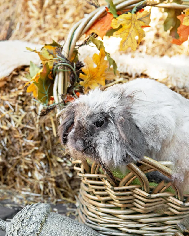 color photo of a fall display with hay bales, mums, pumpkins and a grey bunny rabbit