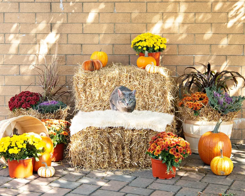 color photo of a fall display with hay bales, mums, pumpkins and a cat