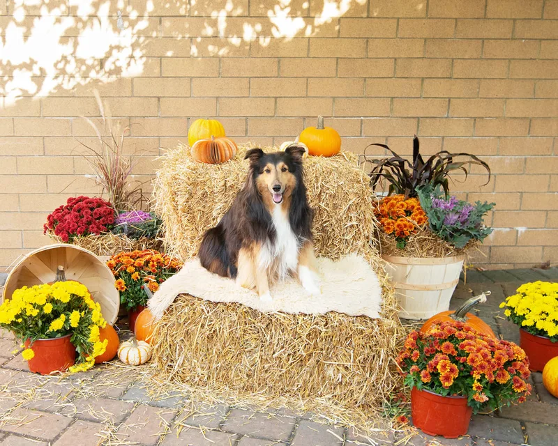 color photo of a fall display with hay bales, mums, pumpkins and a collie dog