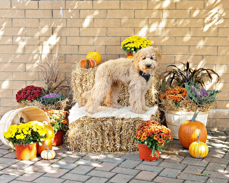 color photo of a fall display with hay bales, mums, pumpkins and a golden doodle dog