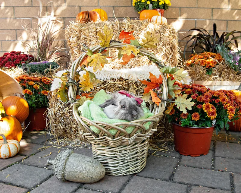 color photo of a fall display with hay bales, mums, pumpkins and a bunny rabbit in a basket